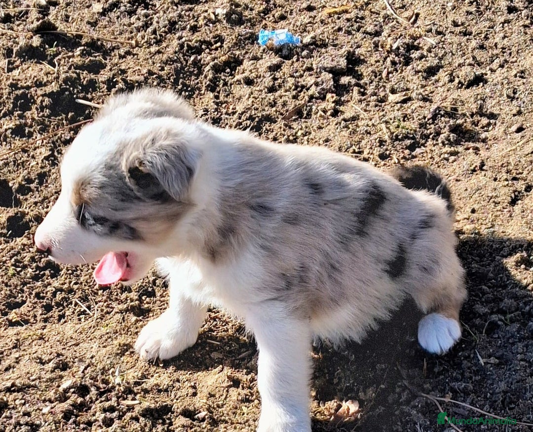 Border Collie perros en venta: Boder collie Getafe  - Anuncio 6
