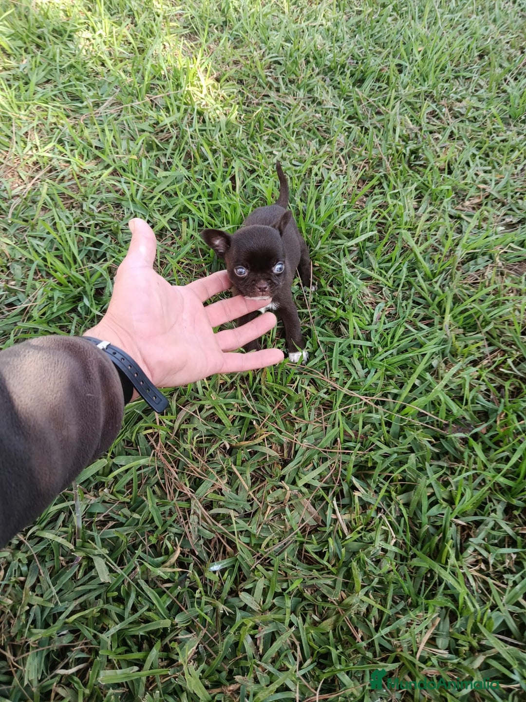 Chihuahua perros en venta: IMPRESIONANTE  CHIHUAHUA   LINEA  TOY - Anuncio 11