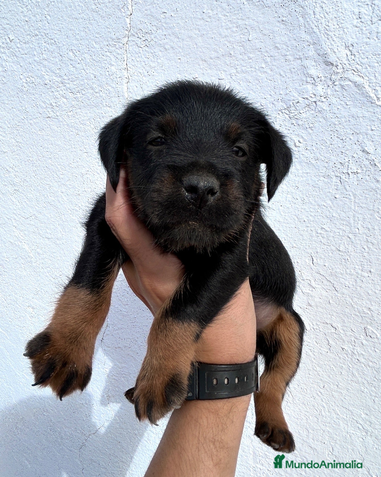 Terrier Alemán de Caza perros en venta: Cachorros Jagd Terrier Sevilla. - Anuncio 1