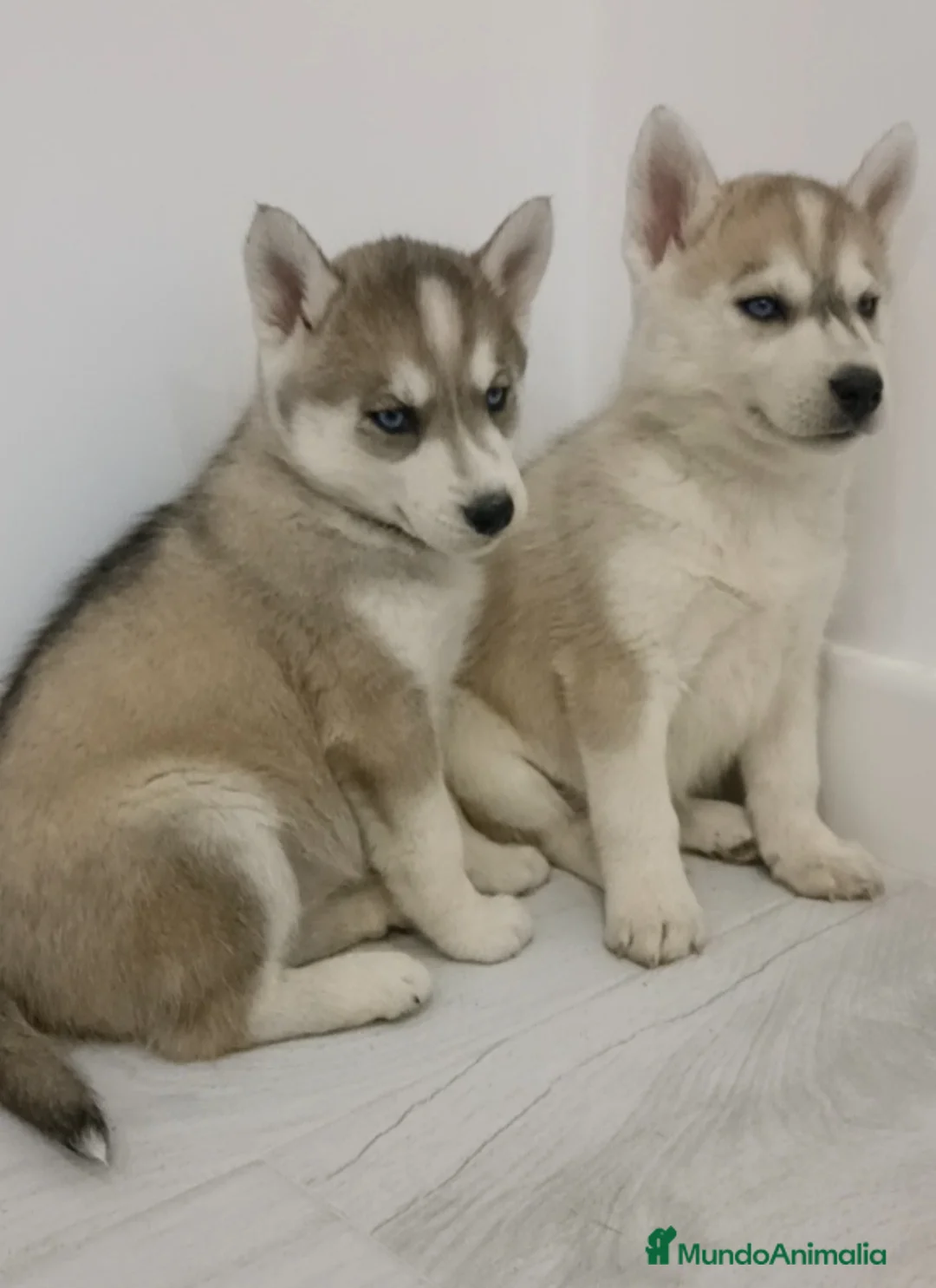 Husky Siberiano perros en venta: Husky siberianos cachorros  - Anuncio 2