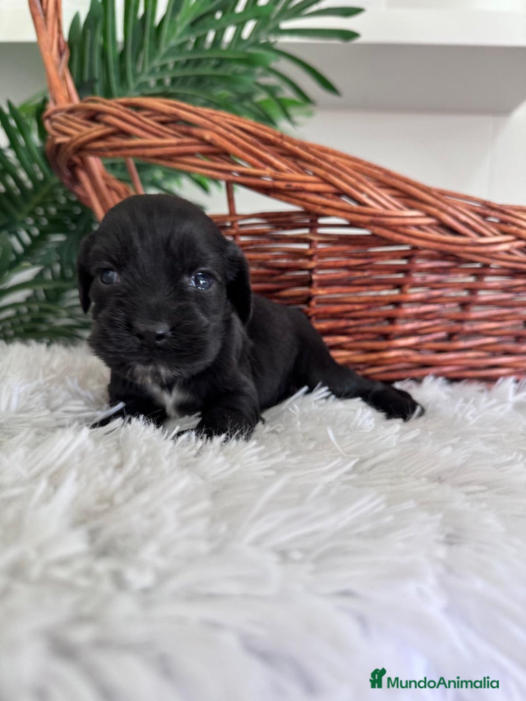 Cocker Spaniel Inglés perros en venta: COCKER SPANIEL INGLES - Imagen 9