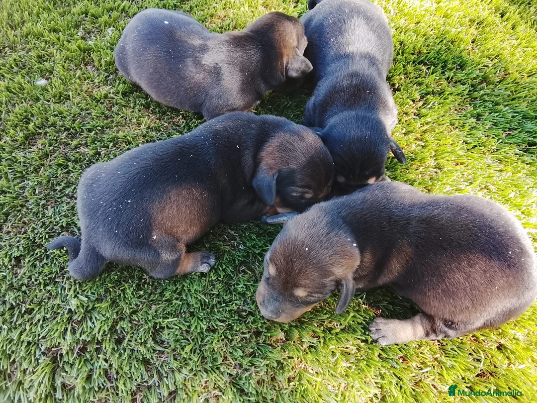 Teckel Miniatura perros en venta: Teckel kanichen y miniatura hembrita y macho - Anuncio 2