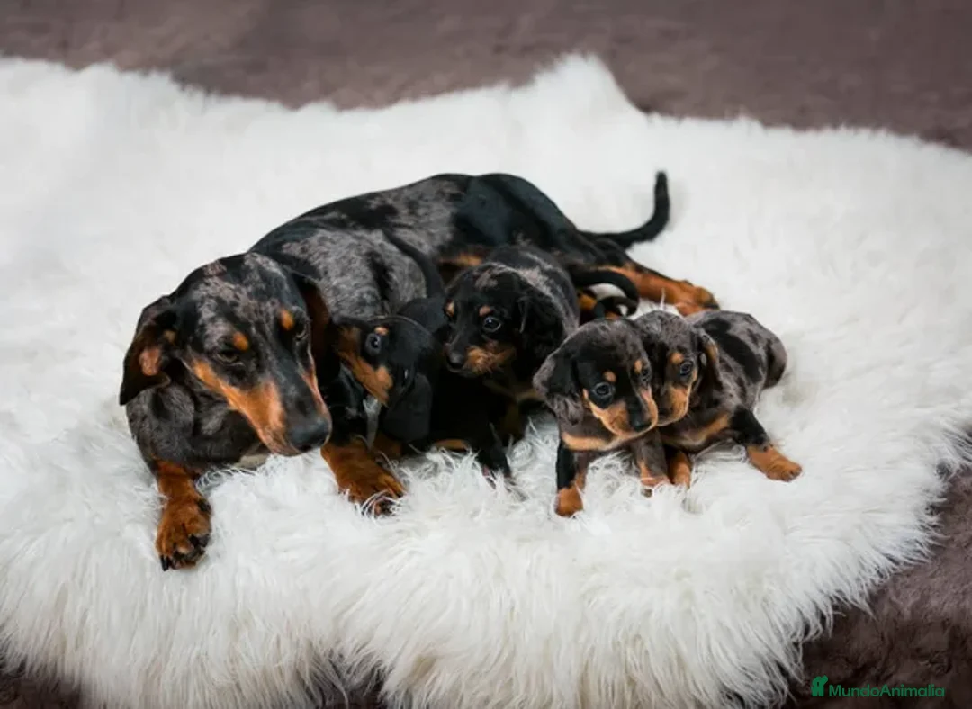 Teckel Miniatura perros en venta: TECKEL ARLEQUIN MINIATURA  - Anuncio 3