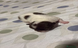 Chihuahua perros en venta: Chihuahua toy rusos - Imagen 6
