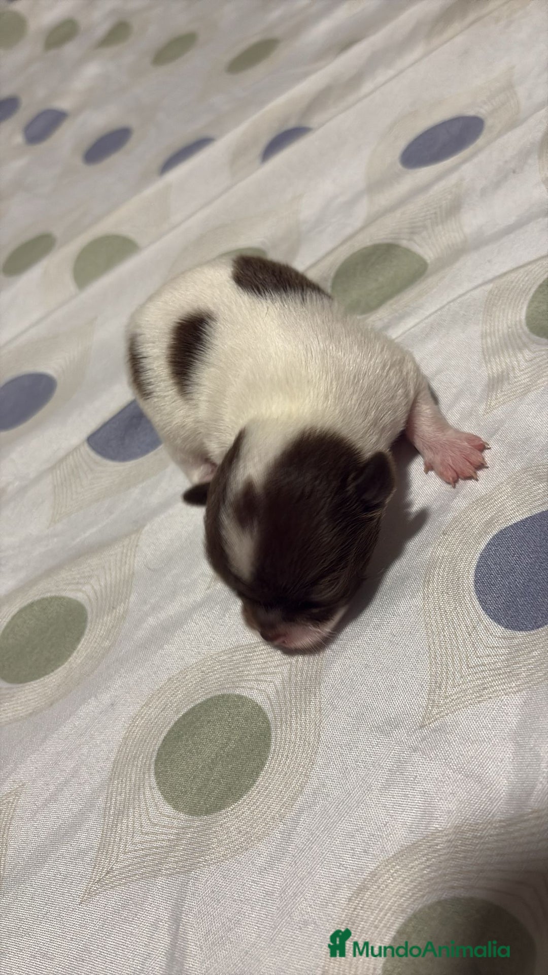 Chihuahua perros en venta: Chihuahua toy rusos - Imagen 6