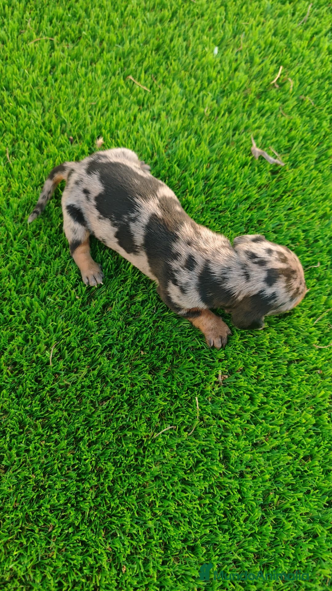 Teckel Miniatura perros TECKEL MINIATURA EN SEVILLA - Anuncio 1