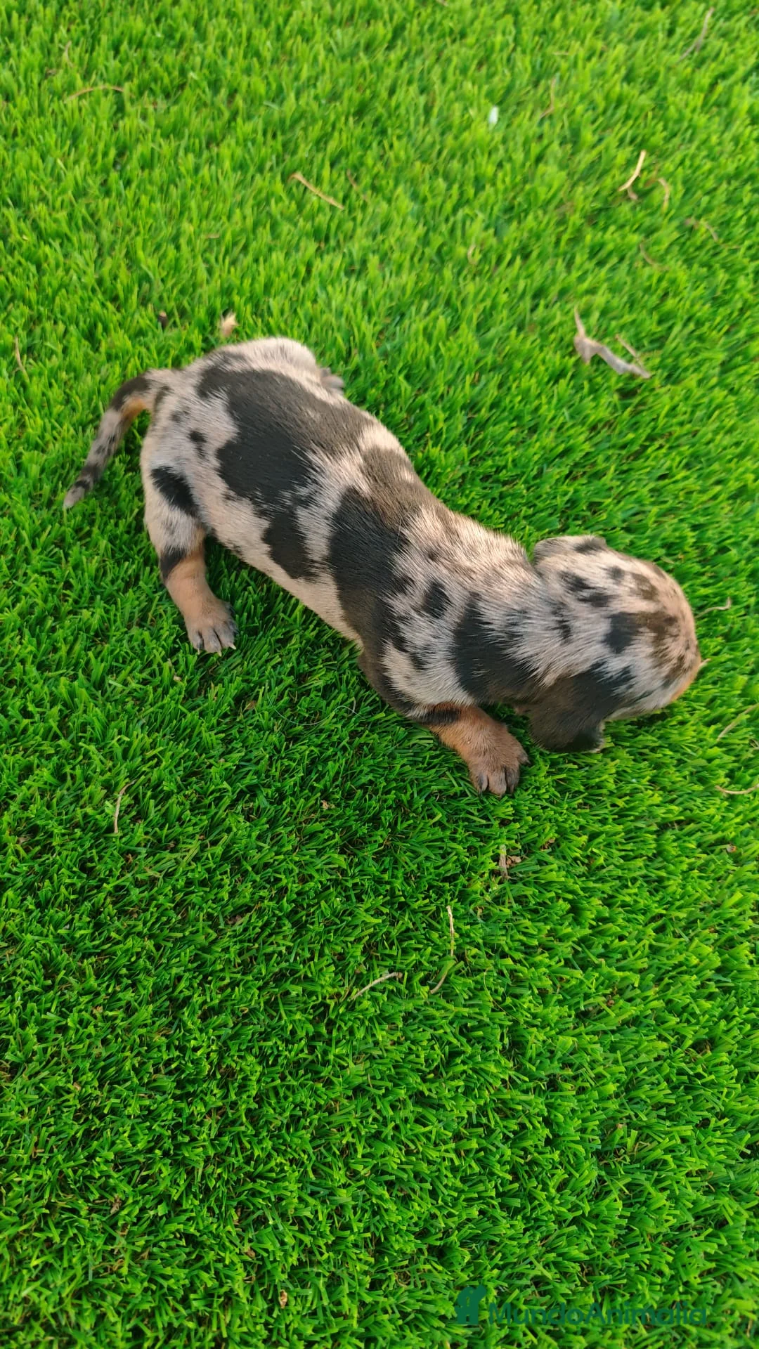 Teckel Miniatura perros en venta: TECKEL MINIATURA EN SEVILLA - Anuncio 1