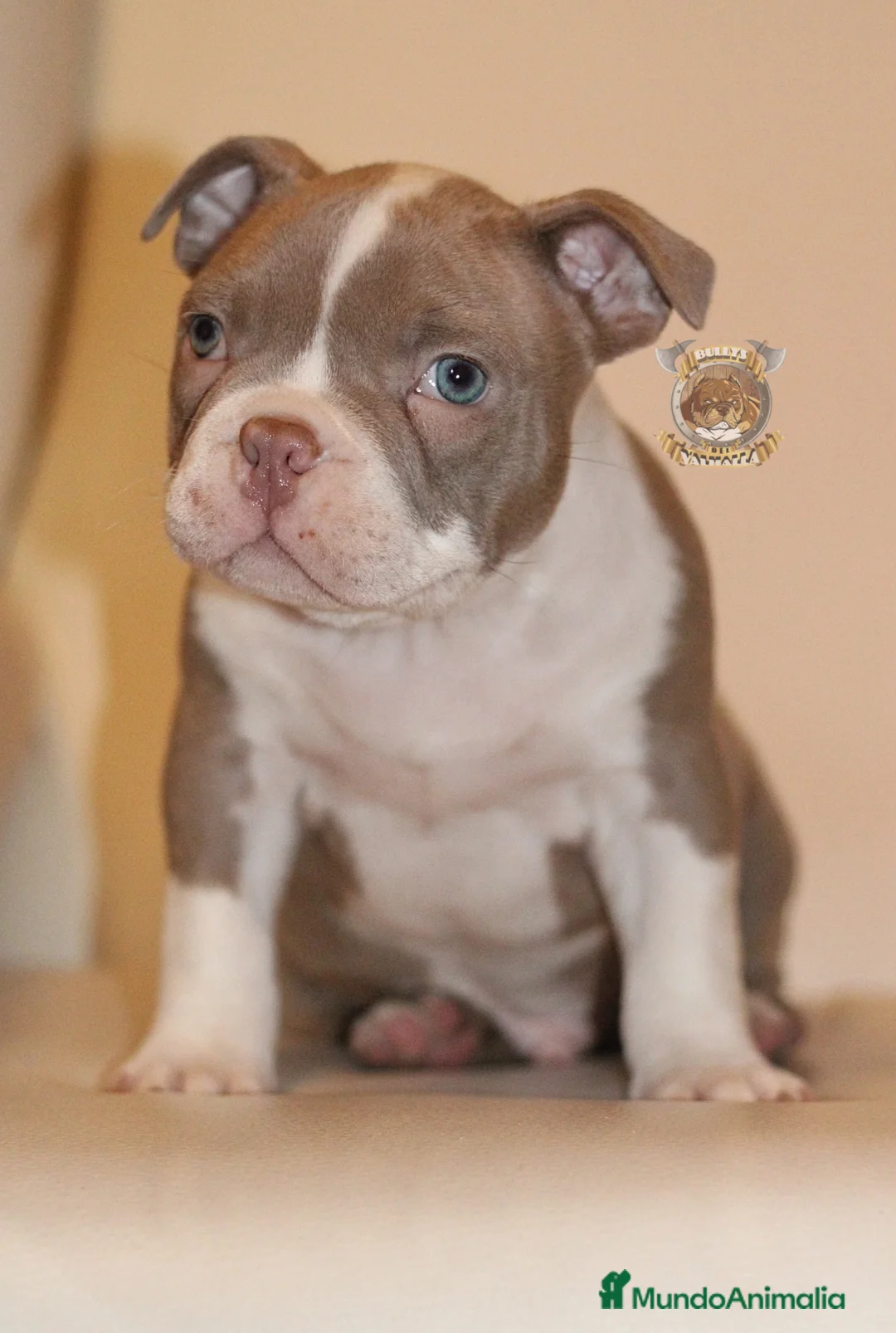 American Bully perros en venta: AMERICAN BULLY CRIA PROFESIONAL ( SOLO LLAMADAS ) en Sevilla - Anuncio 4