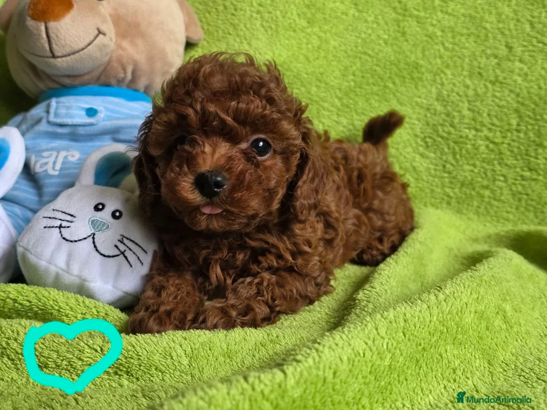 Caniche Toy perros en venta: caniche toy rojo  - Anuncio 2