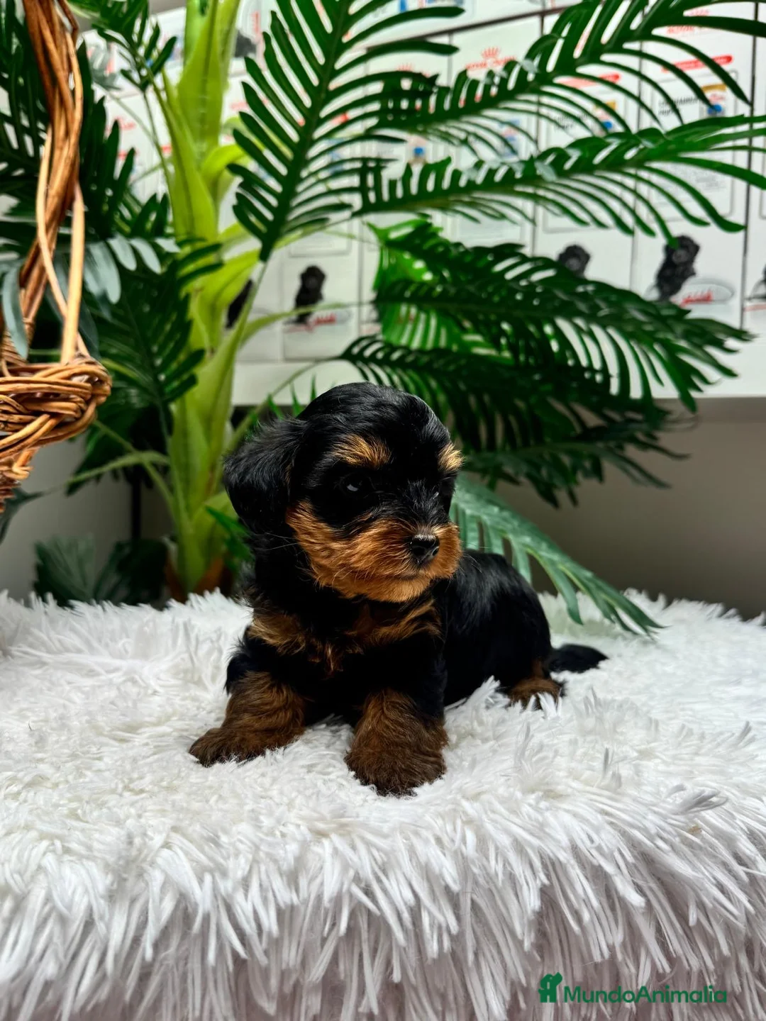 Maltipoo perros en venta: MALTIPOO 🎀 - Anuncio 1