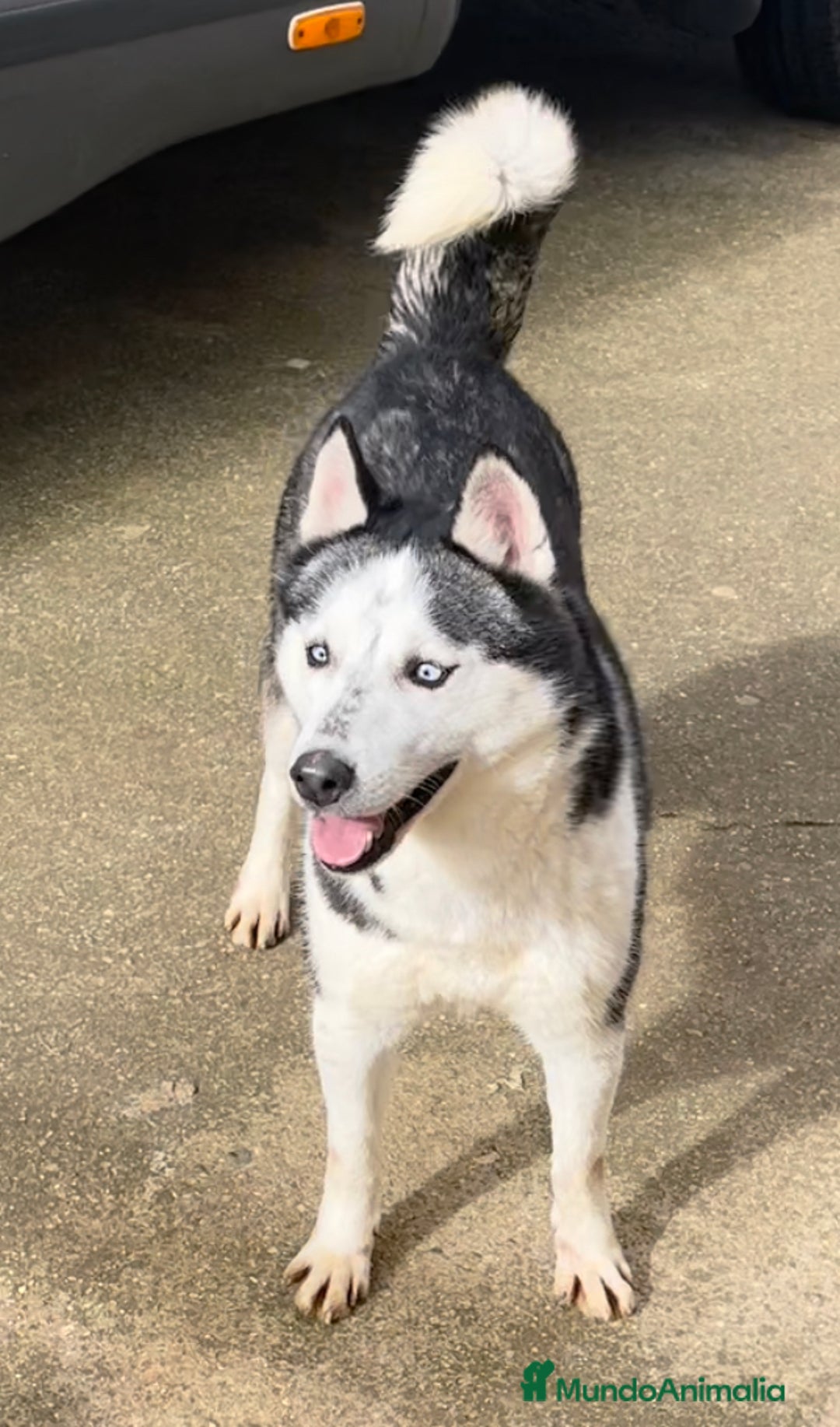 Husky Siberiano perros en venta: Camada de huskys siberianos - Imagen 6