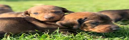 Teckel Miniatura perros en venta: Preciosos Teckel miniatura chocolate  - Anuncio 5