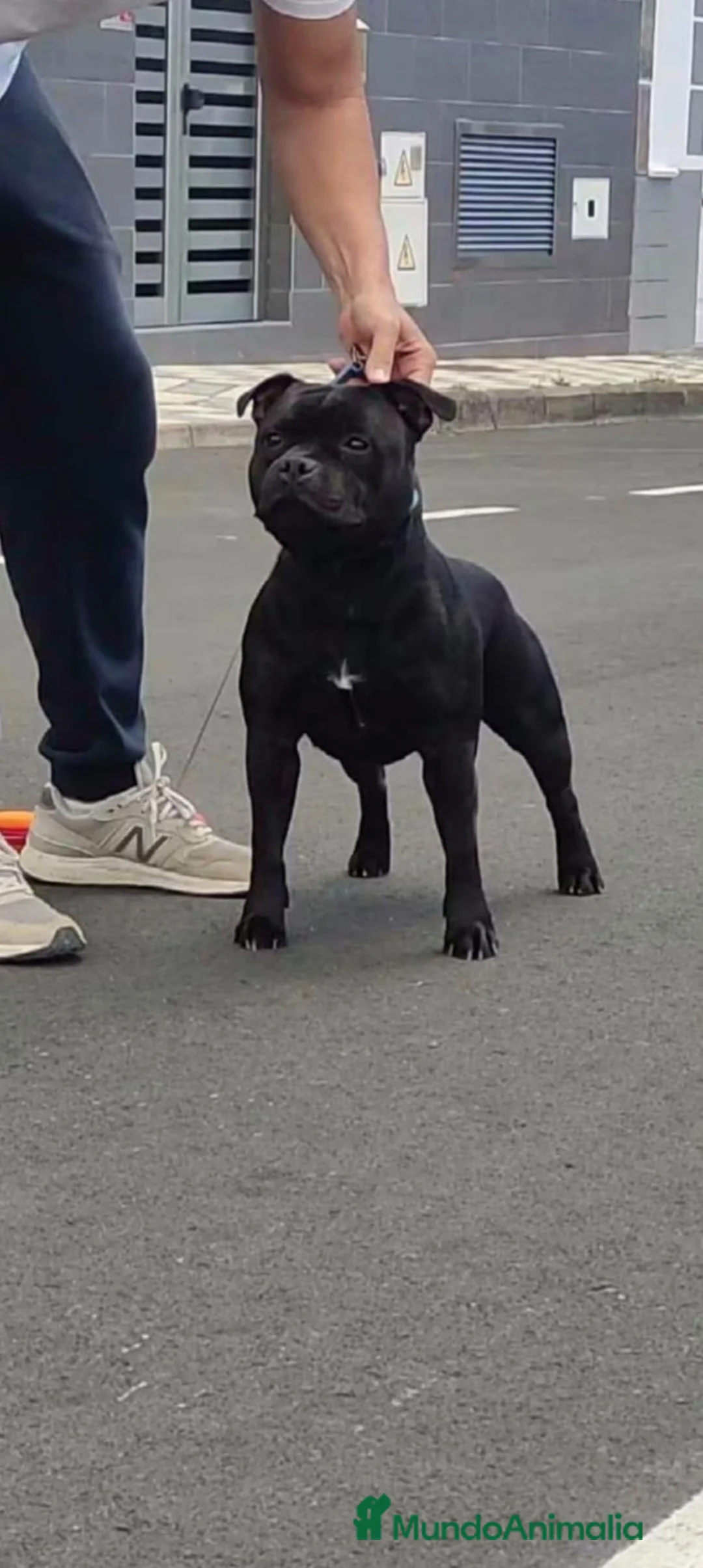 Staffordshire Bull Terrier perros en venta: Cachorros de Staffordshire bull terrier - Anuncio 2