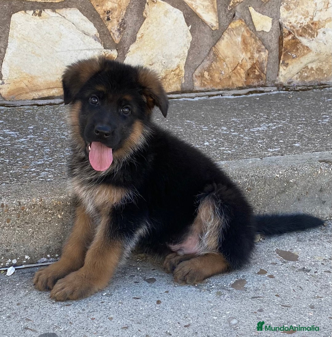 Pastor Alemán perros en venta: Cachorras de pastor alemán - Anuncio 5