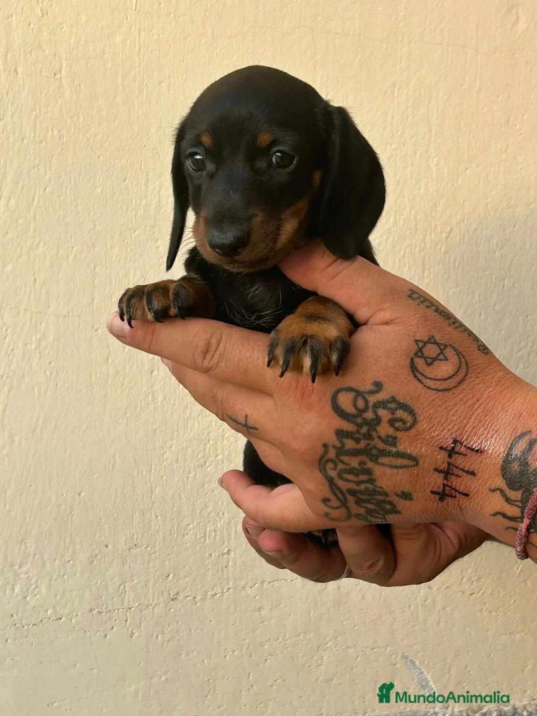 Teckel Miniatura perros en venta: KECKEL MINI HEMBRA  - Anuncio 2