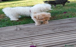 Maltipoo perros en venta: Maltipoo toy  - Imagen 3