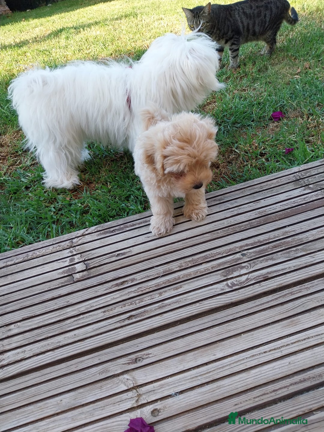 Maltipoo perros en venta: Maltipoo toy  - Imagen 3
