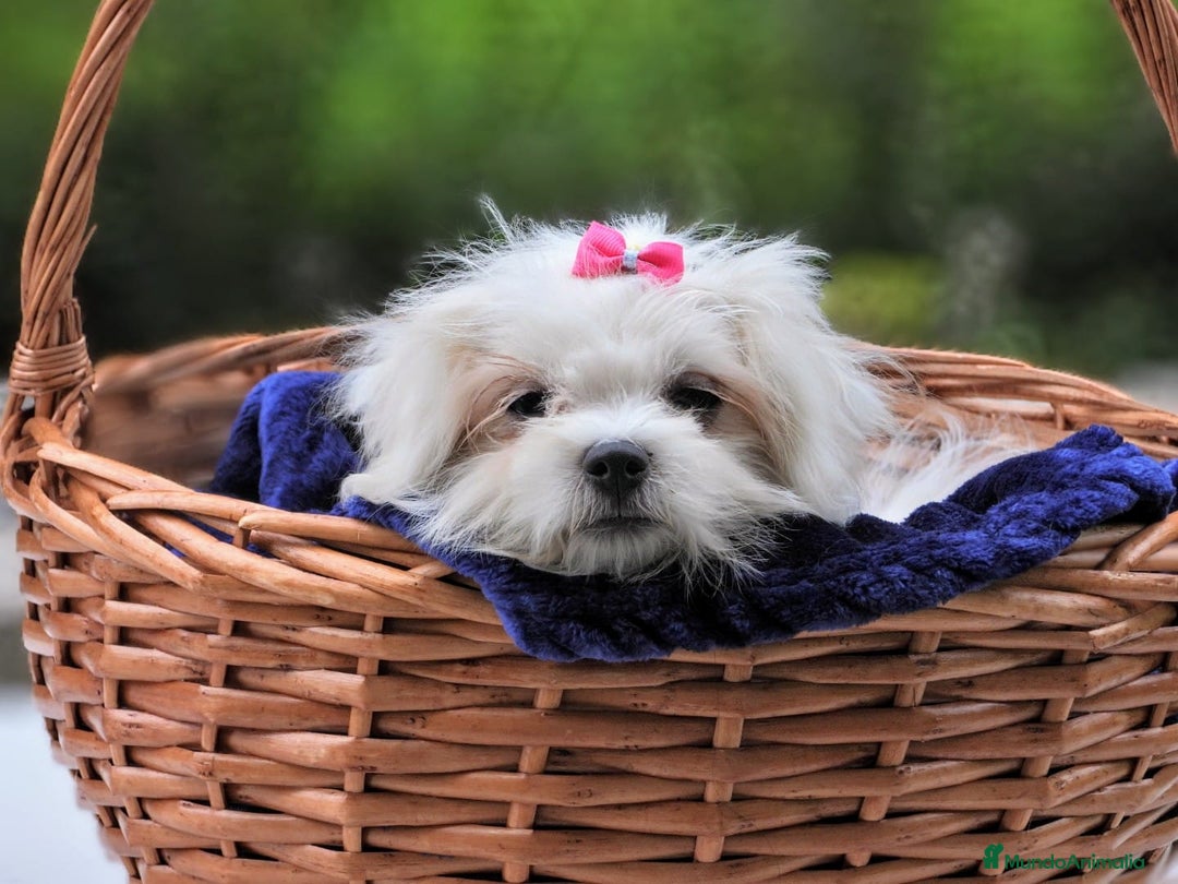 Bichón Maltés perros en venta: Camada de bichón maltés - Imagen 2