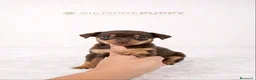 Pinscher Miniatura perros en venta: MINI PINSCHER CHOCOLATE - Anuncio 1