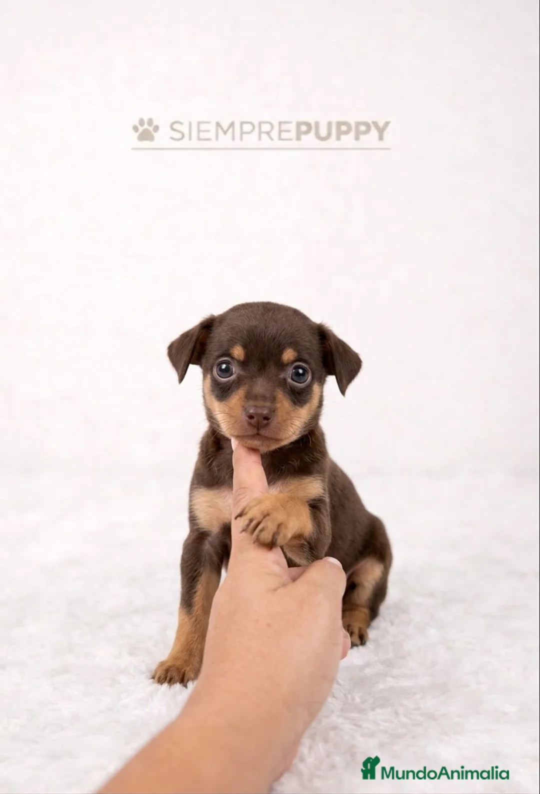 Pinscher Miniatura perros en venta: MINI PINSCHER CHOCOLATE - Anuncio 1