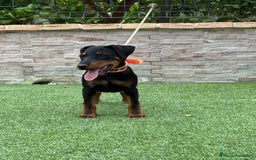 Terrier Alemán de Caza perros en venta: Cachorro macho - Imagen 3