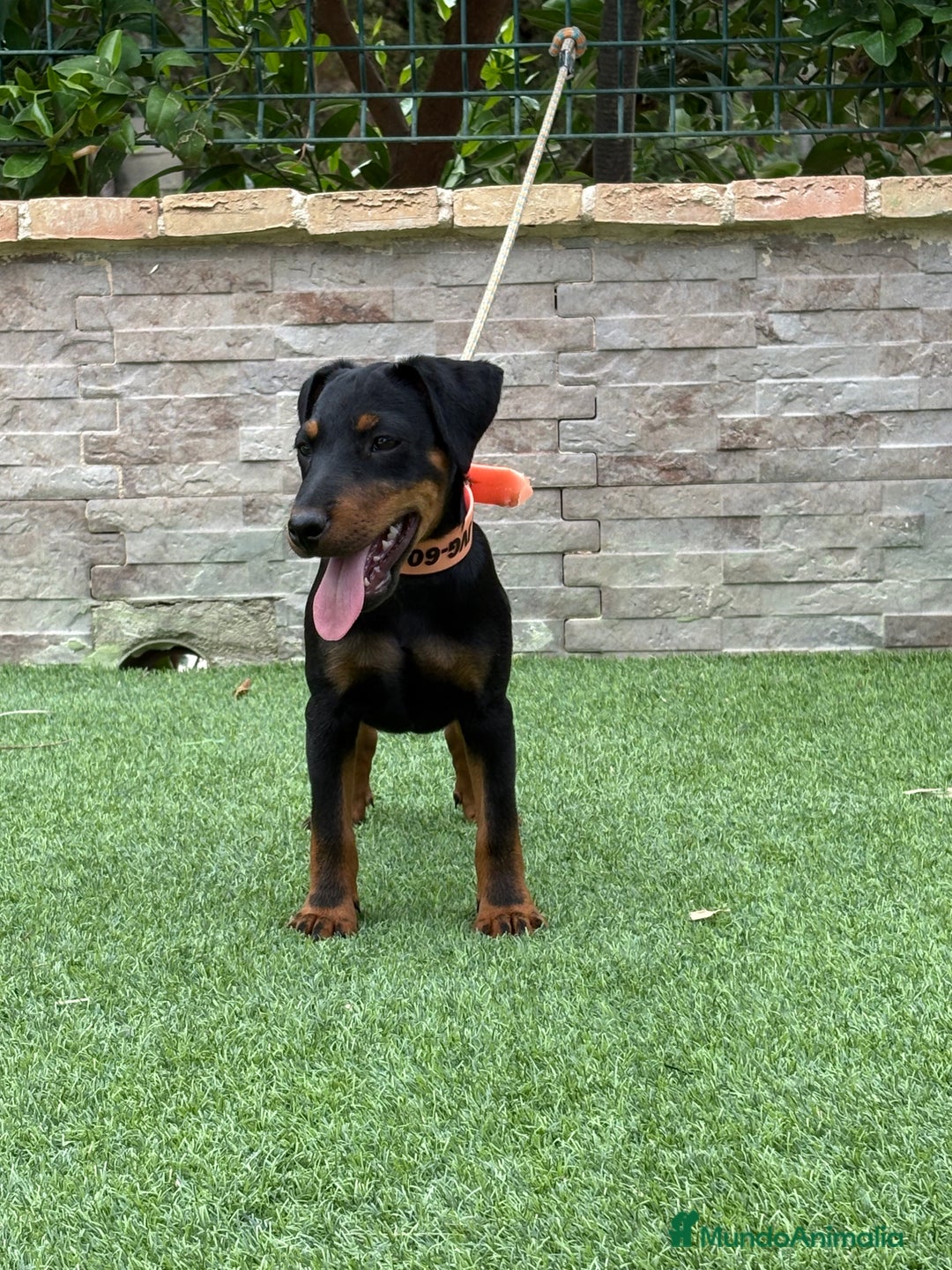 Terrier Alemán de Caza perros en venta: Cachorro macho - Imagen 3