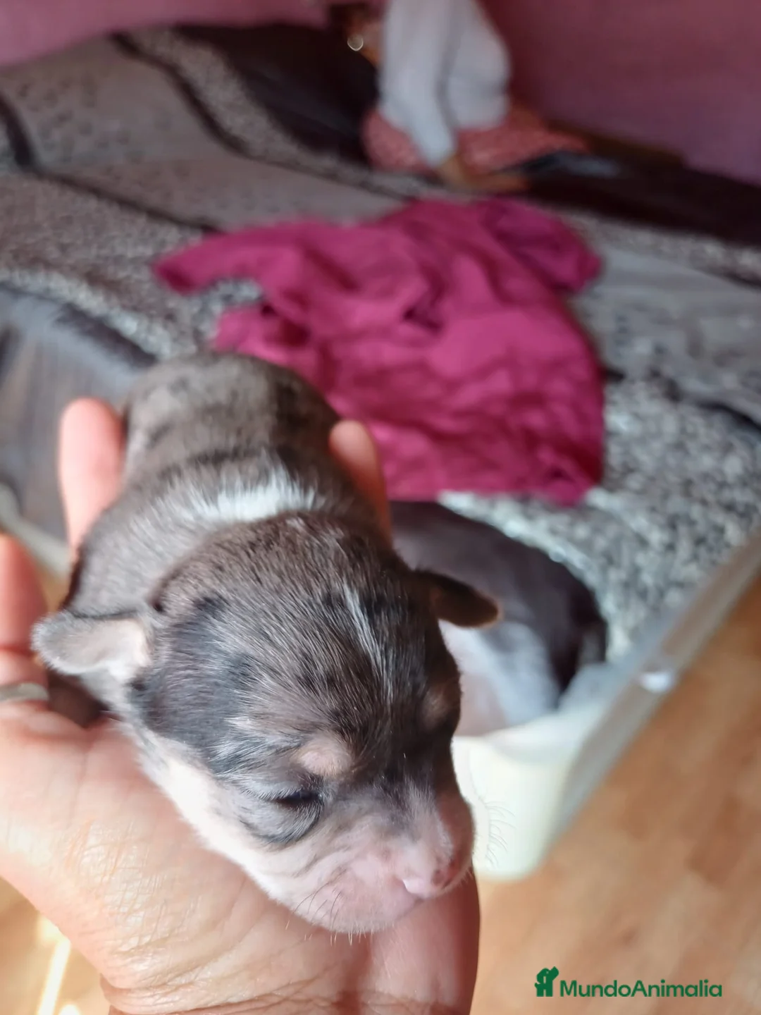 Chihuahua perros en venta: Chihuahua macho merle🩵🐾🐶 - Anuncio 2