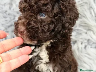 Perro de Agua Español perros CAMADA PERRO DE AGUA MACHOS - Anuncio 2