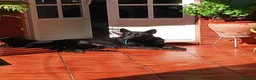 Pastor Alemán perros en venta: Pastores alemanes negro solido - Anuncio 4