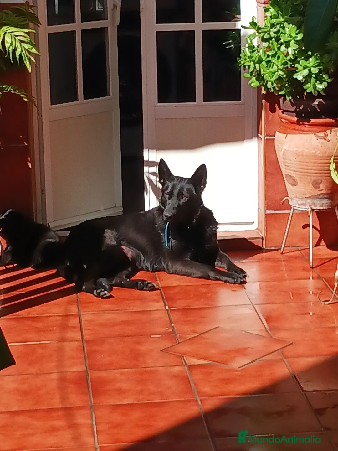 Pastor Alemán perros en venta: Pastores alemanes negro solido - Anuncio 4