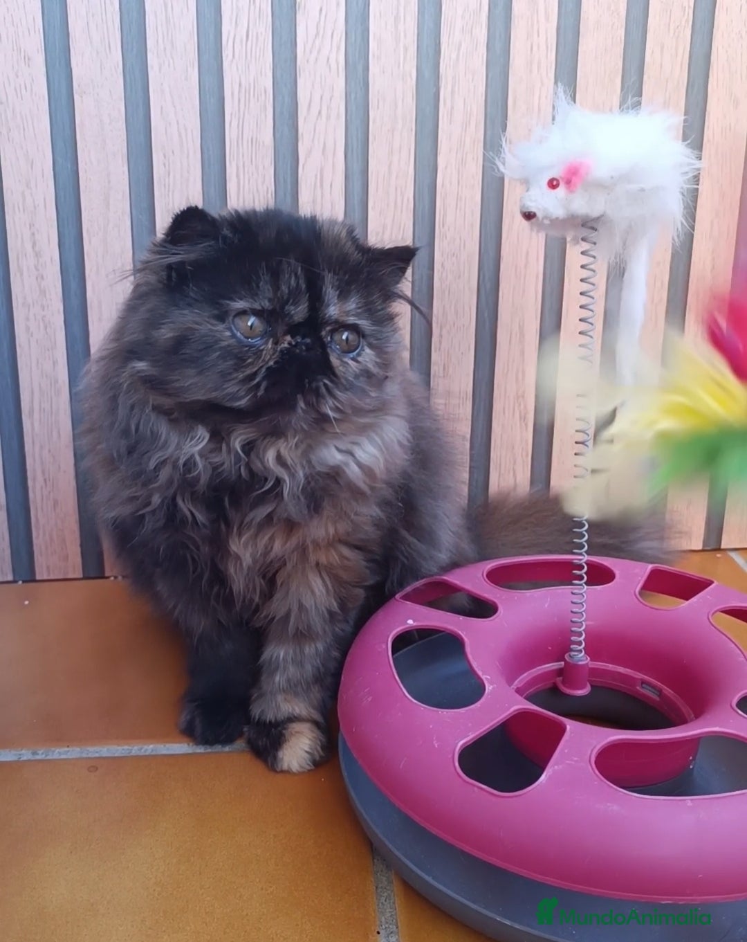 Persa gatos en venta: Persa Tortuga negra - Anuncio 2