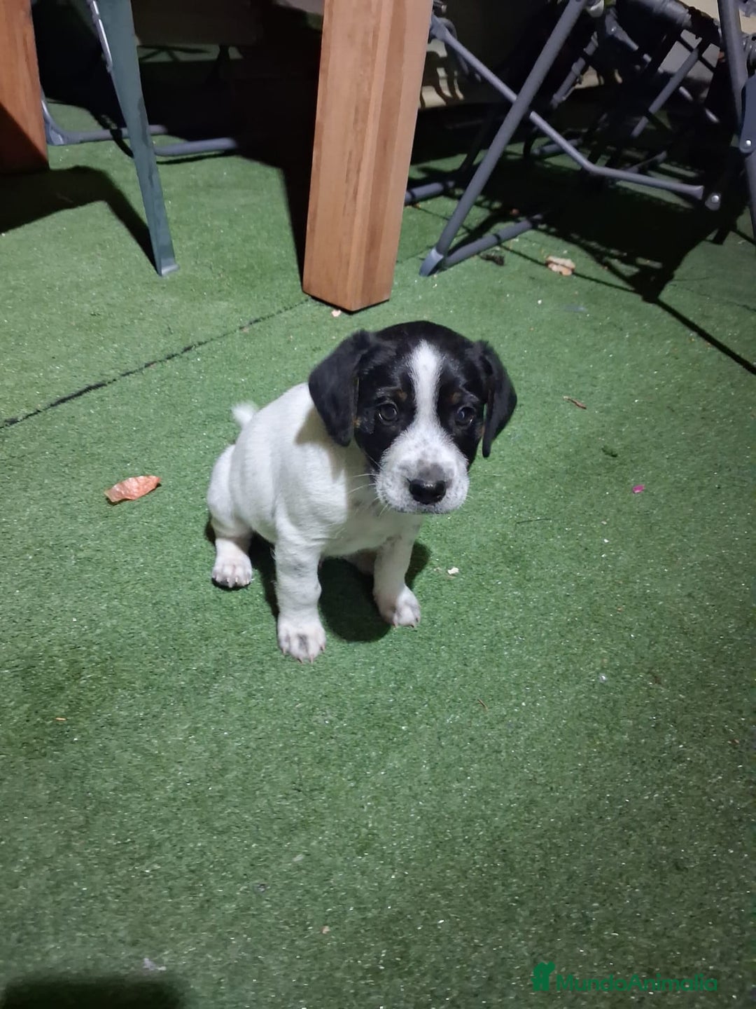 Raza Mixta perros en venta: Un cachorro único (leer bien ) - Anuncio 1