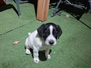 Raza Mixta perros Un cachorro único (leer bien ) - Anuncio 1