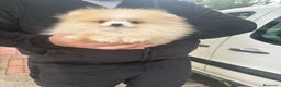 Pomerania perros en venta: ‼️POMERANIAS AMERICANOS TAMAÑO TOY  - Anuncio 4