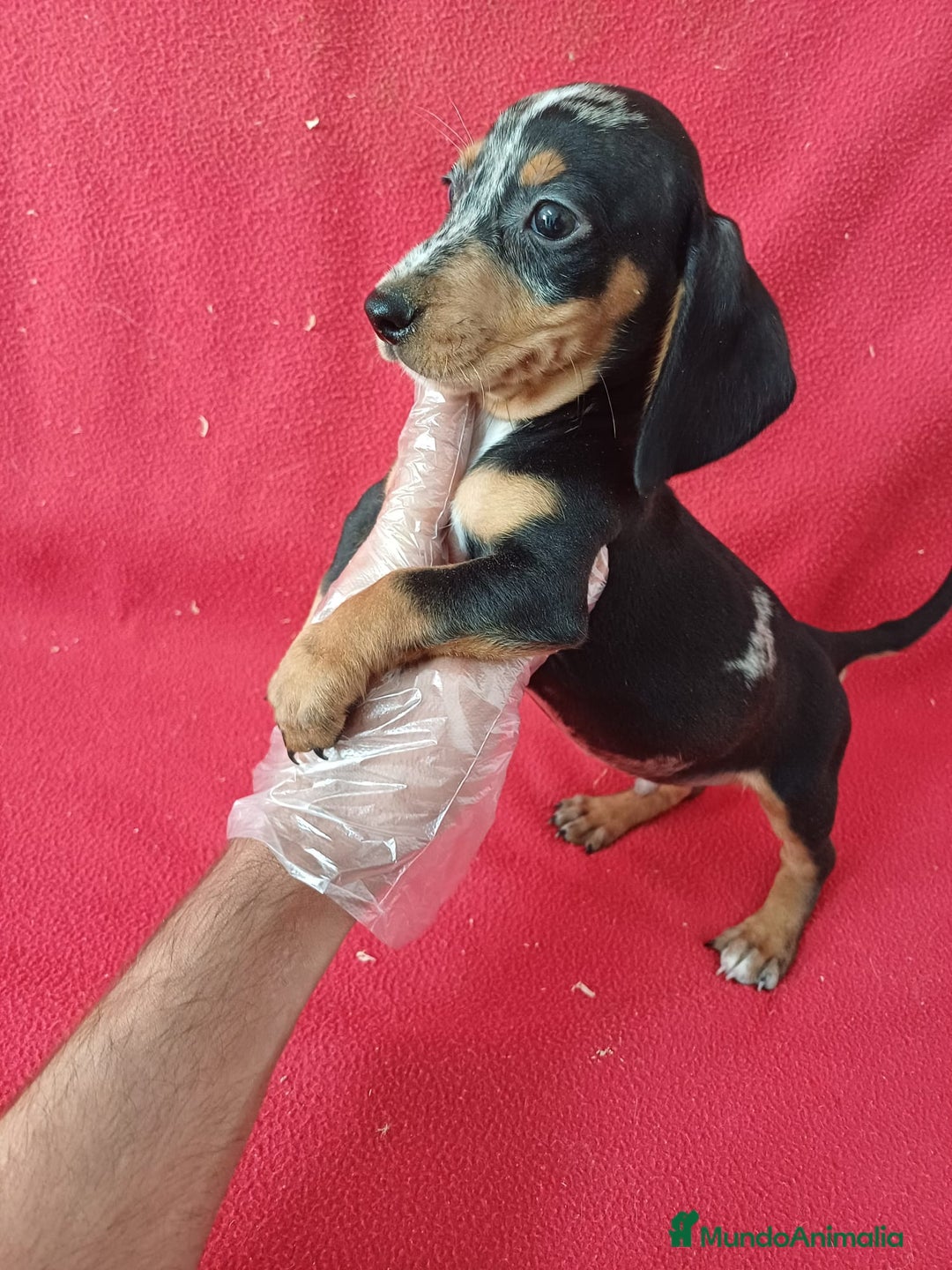 Teckel Miniatura perros en venta: Teckel Arlequin Miniatura  - Anuncio 3