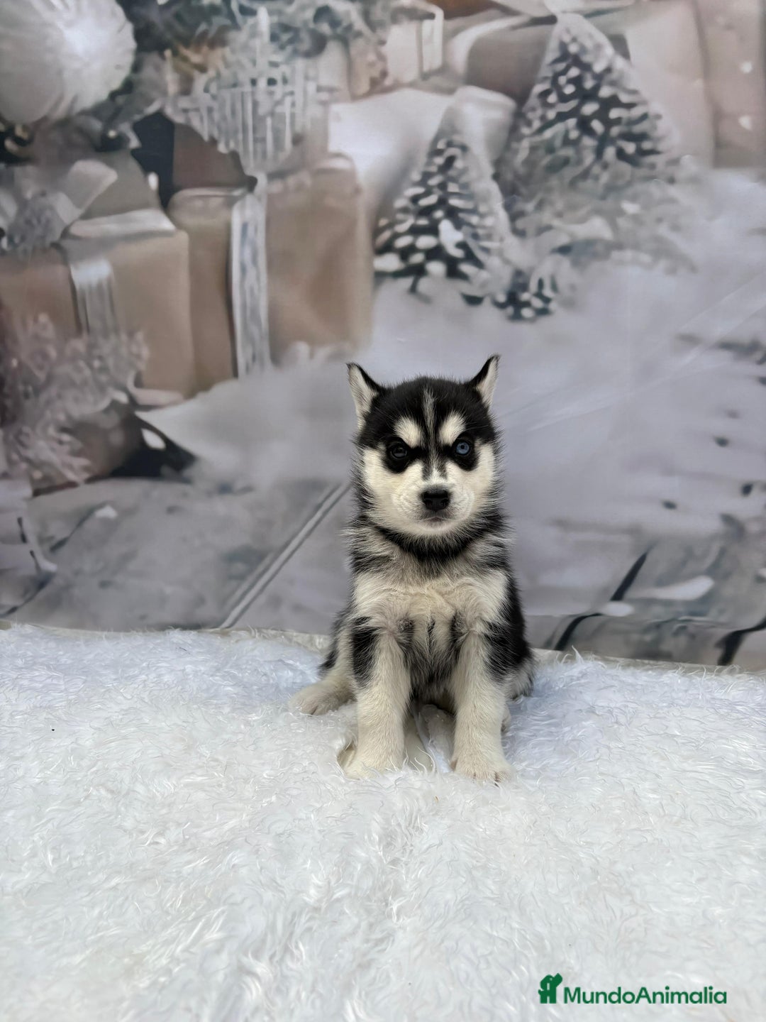 Husky Siberiano perros en venta: Cachorros husky siberianos  - Anuncio 6