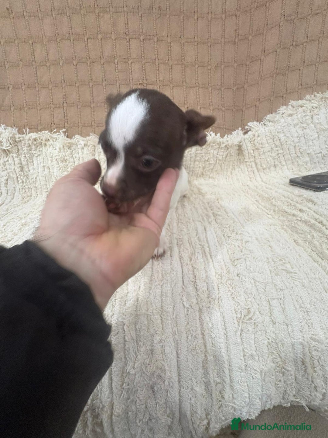 Chihuahua perros en venta: Chihuahua rusa blanca chocolate  - Anuncio 2