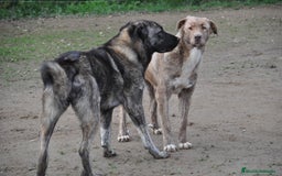 Mastín Español perros en venta: Camadas de Mastín Español Autóctono Tradicional - Imagen 9