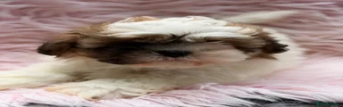 Shih Tzu 5