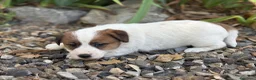 Jack Russell Terrier perros en venta: Jack Russell de pelo duro ( Brush) 🐾🐾🐾 - Anuncio 3
