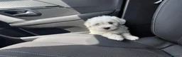 Bichón Maltés perros en venta: Bichon maltés precio el del anuncio  - Anuncio 4