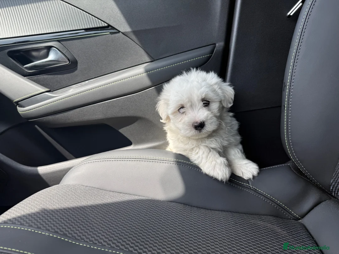 Bichón Maltés perros en venta: Bichon maltés precio el del anuncio  - Anuncio 4