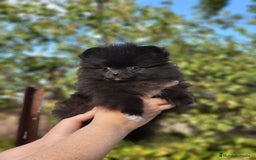 Pomerania perros en venta: Machito miniatura negro  - Imagen 1