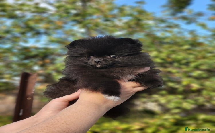 Pomerania perros - Anuncio 1