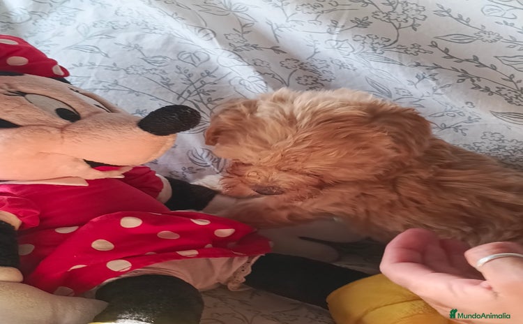Maltipoo perros - Anuncio 6