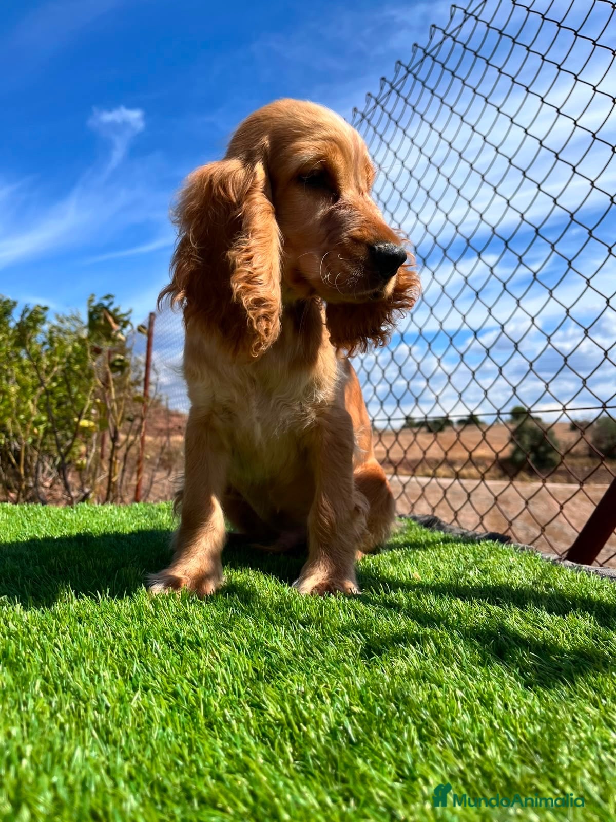 Cocker Spaniel Inglés perros en venta: Cocker inglés dorado - Anuncio 1