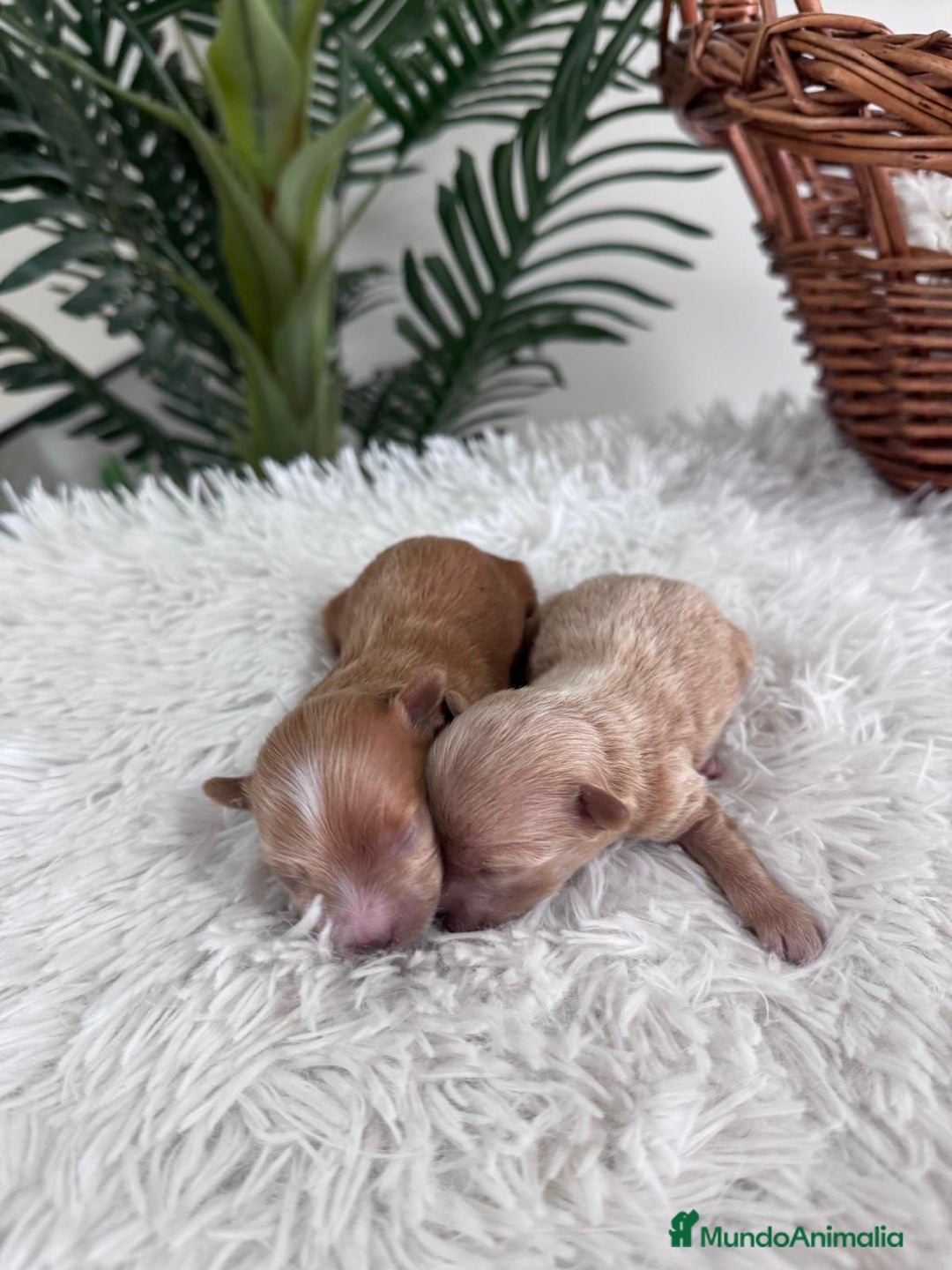 Maltipoo perros en venta: MALTIPOO MACHO - Imagen 1