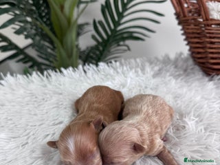 Maltipoo perros - Anuncio 16