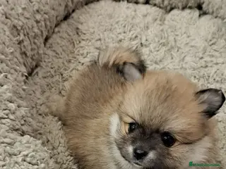 Pomerania perros Pomerania lulu Toy muy chatos y peques línea rusa - Anuncio 2