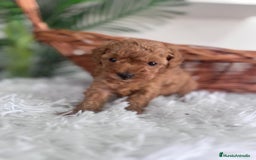 Caniche Toy perros en venta: CANICHE TOY MACHO - Imagen 4